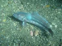 New Zealand blue cod (Parapercis colias)