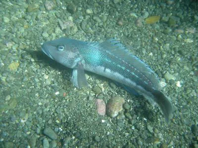 New Zealand blue cod (Parapercis colias)