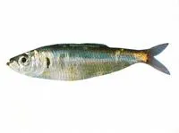 New Zealand blueback sprat (Sprattus antipodum)