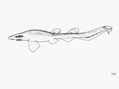 New Zealand catshark (Bythaelurus dawsoni)