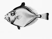 New Zealand dory (Cyttus novaezealandiae)