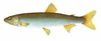 New Zealand grayling (Prototroctes oxyrhynchus)