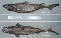 New Zealand lanternshark (Etmopterus baxteri)