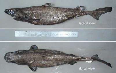 New Zealand lanternshark (Etmopterus baxteri)