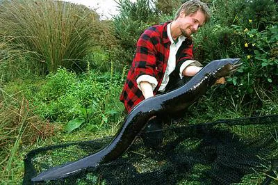 New Zealand longfin eel (Anguilla dieffenbachii)