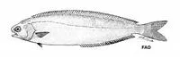 New Zealand ruffe (Schedophilus huttoni)