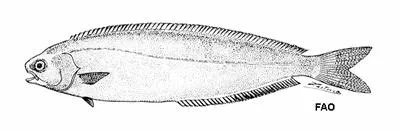 New Zealand ruffe (Schedophilus huttoni)