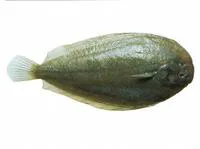 New Zealand sole (Peltorhamphus novaezeelandiae)