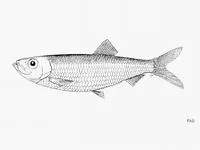 New Zealand sprat (Sprattus muelleri)