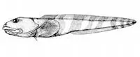 Newfoundland eelpout (Lycodes lavalaei)