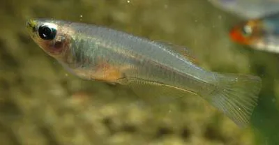 Nga lampeye (Plataplochilus ngaensis)