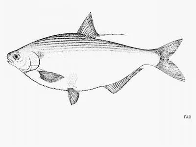 Nicaragua gizzard shad (Dorosoma chavesi)