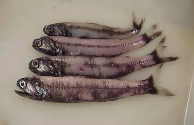 Nichol's lanternfish (Gymnoscopelus nicholsi)