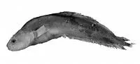 Nielsen's mudbrotula (Dermatopsis joergennielseni)