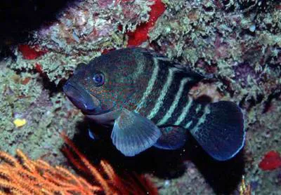 Niger hind (Cephalopholis nigri)