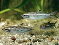 Niger tetra (Arnoldichthys spilopterus)