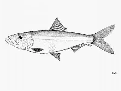 Nigerian fangtooth pellonuline (Odaxothrissa mento)