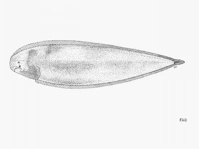Nigerian tonguesole (Cynoglossus browni)