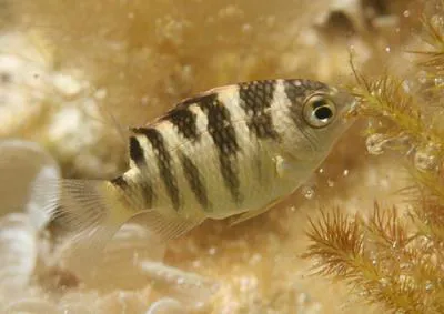 Night sergeant (Abudefduf taurus)