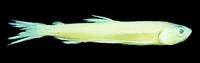 Night smelt (Spirinchus starksi)