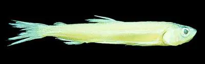 Night smelt (Spirinchus starksi)