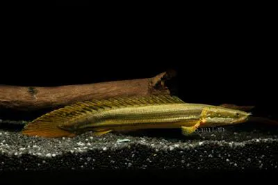 Nile bichir (Polypterus bichir bichir)