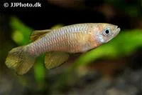 Nile killifish (Micropanchax loati)