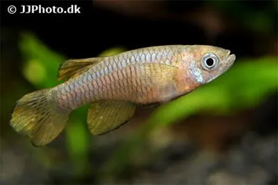 Nile killifish (Micropanchax loati)