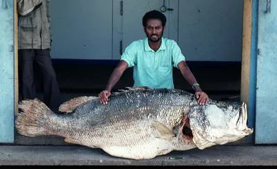 Nile perch (Lates niloticus)