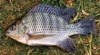 Nile tilapia (Oreochromis niloticus niloticus)
