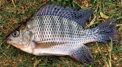 Nile tilapia (Oreochromis niloticus niloticus)