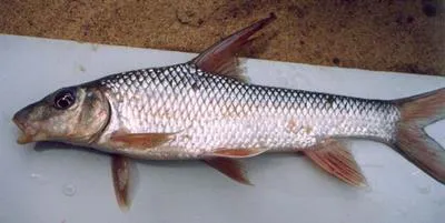 Nilgiris barb (Hypselobarbus dubius)
