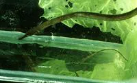 Nilsson's pipefish (Syngnathus rostellatus)