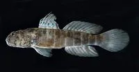 Ninebar prawn-goby (Cryptocentrus cryptocentrus)