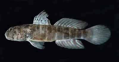 Ninebar prawn-goby (Cryptocentrus cryptocentrus)