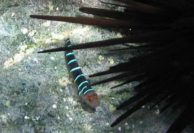 Nineline goby (Ginsburgellus novemlineatus)