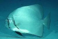 Ninespine batfish (Zabidius novemaculeatus)