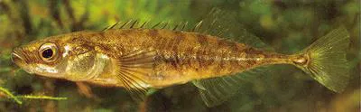 Ninespine stickleback (Pungitius pungitius)