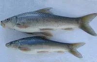 Ningu (Labeo victorianus)