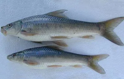 Ningu (Labeo victorianus)