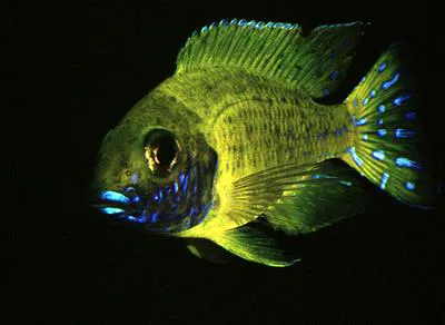 Nkhomo-benga peacock (Aulonocara baenschi)