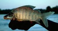 Nkupe (Distichodus mossambicus)