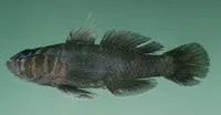 Noble goby (Priolepis eugenius)