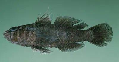 Noble goby (Priolepis eugenius)