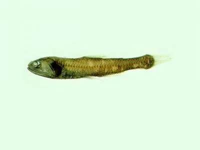Noble lampfish (Lampanyctus nobilis)