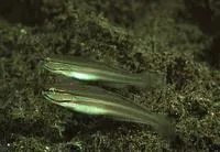 Nocturn goby (Amblygobius nocturnus)
