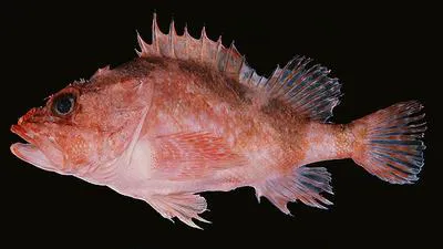 Noline scorpionfish (Phenacoscorpius megalops)