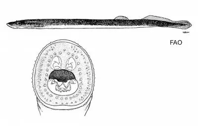 Non-parasitic lamprey (Mordacia praecox)
