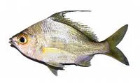 Nonbanded whipfin mojarra (Gerres infasciatus)