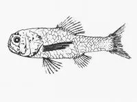 Nordenskjold's bigscale (Sio nordenskjoldii)